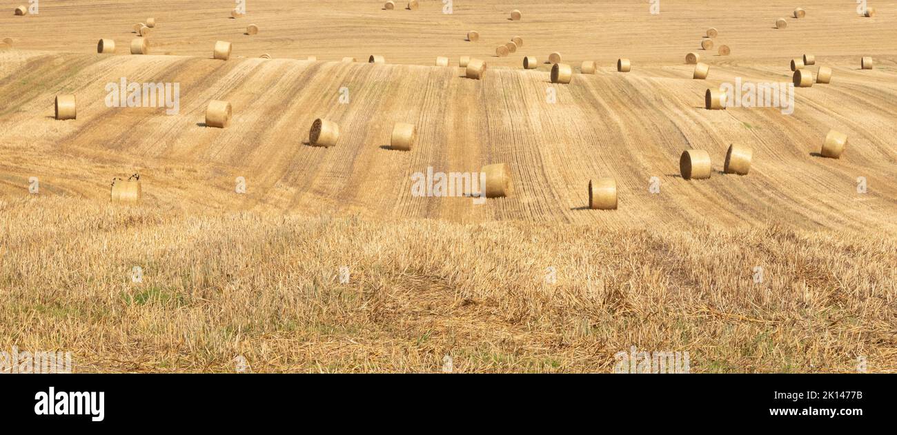 Panoramic view of hay bales on a field on the countryside in Denmark Stock Photo