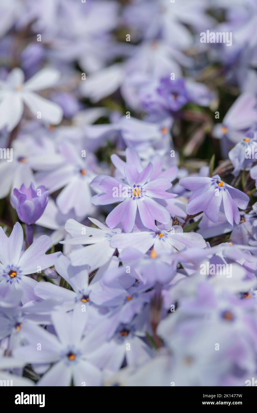Flower carpet of purple phlox (Phlox subulata). Stock Photo