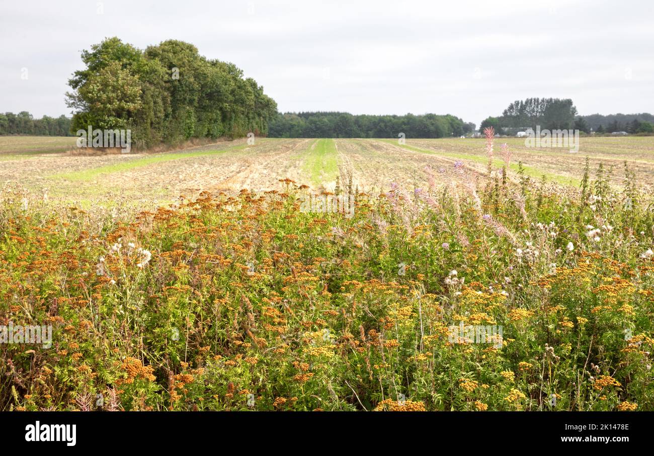 Wild flowers next to an agricultural field in Denmark, summertime Stock Photo