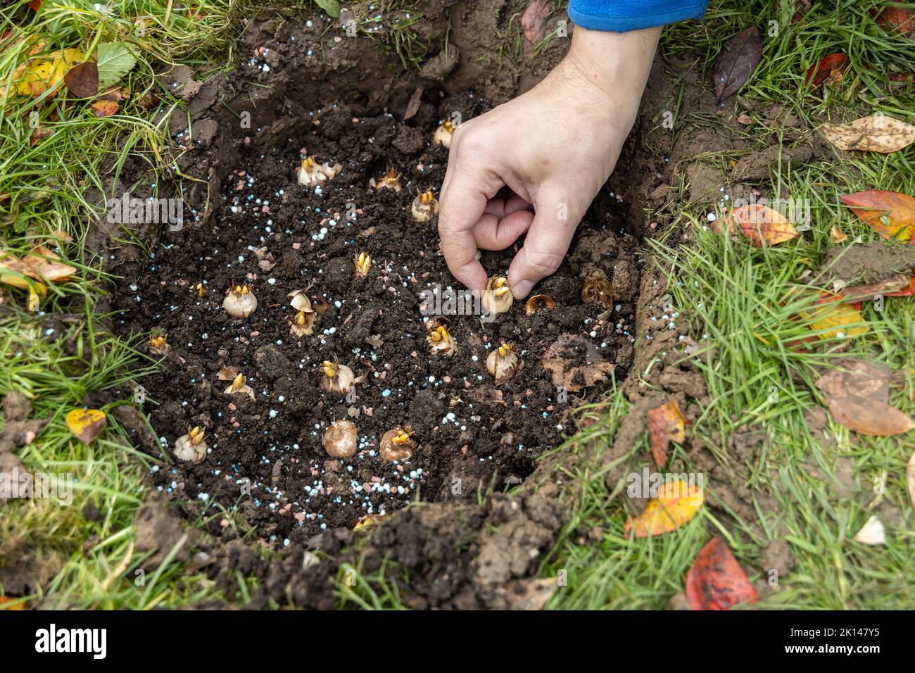 hand sadi in soilsoil flower bulbs. Hand holding a crocus bulb before
