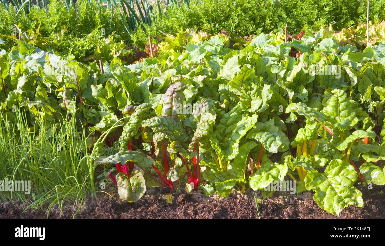 Chard with bright red stems growing in an in an allotment in burgess hill Stock Photo