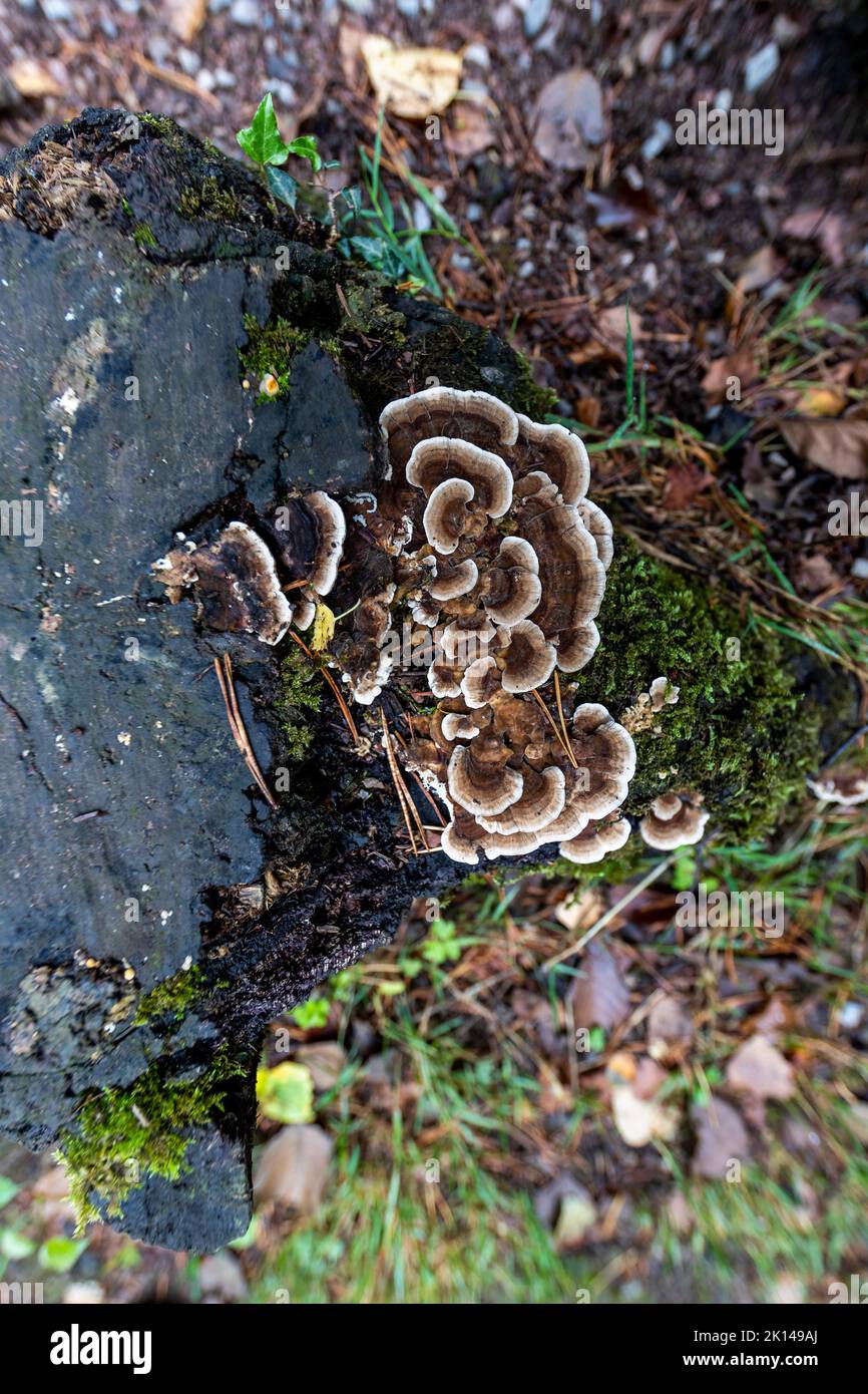 Mallards Pike - Turkey tail fungus. Mallards Pike lake, Forest of Dean, Gloucestershire. UK Stock Photo