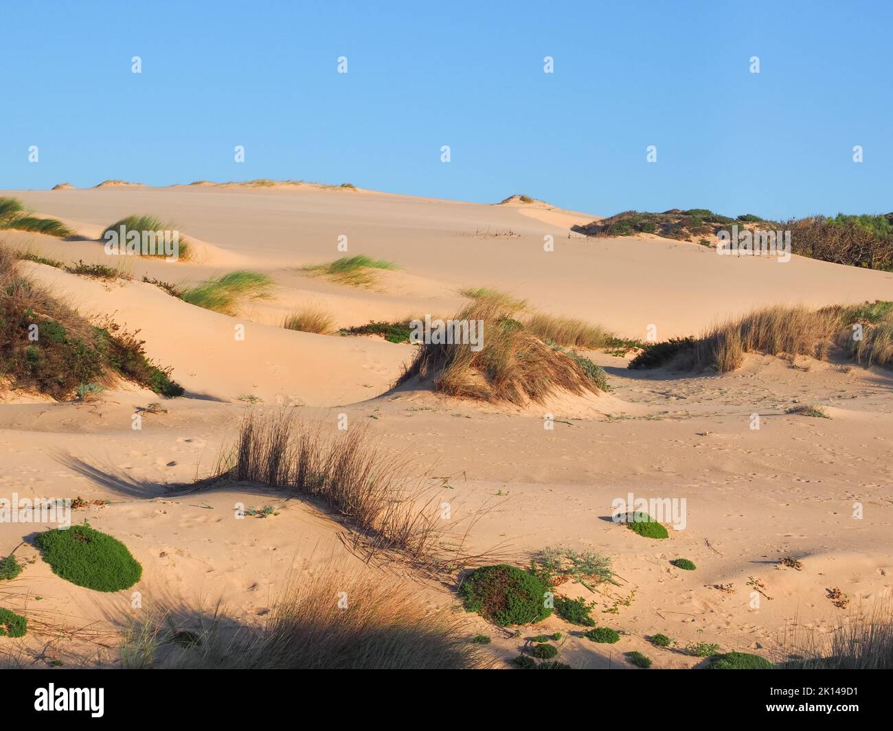 Sandy mountains with local vegetation and blue sky in the evening. Cresmina Dunes is a part of the Guincho - Oitavos dune system, Portugal. Stock Photo