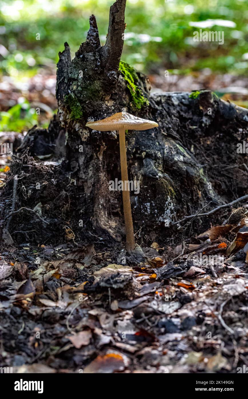 A vertical closeup of a small brown mushroom. Conocybe siliginea. Stock Photo