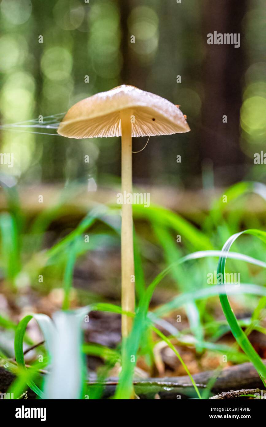 A vertical closeup of a small brown mushroom. Conocybe siliginea. Stock Photo