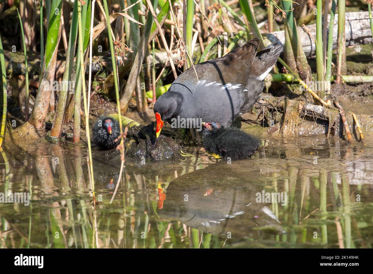 Wild, UK moorhen bird (Gallinula chloroplasts) with two baby chicks at water's edge, clear reflection in water. Stock Photo