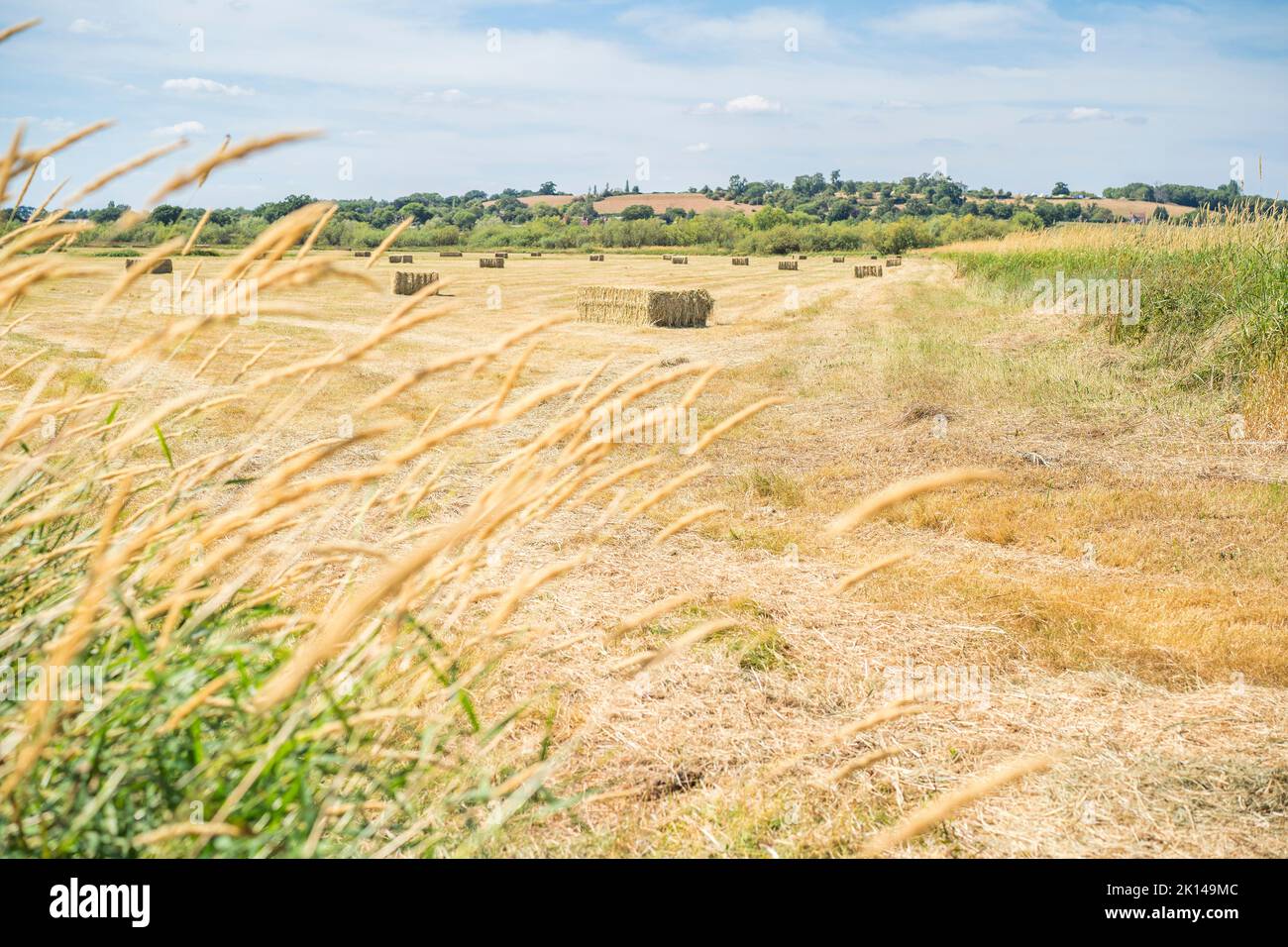 Hay bales in a UK countryside field after harvest, on a summer day. Stock Photo