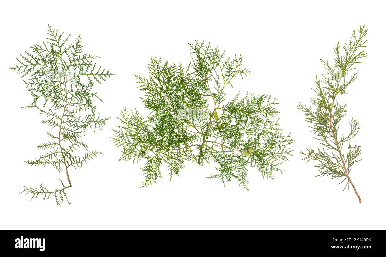Branch of green thuja. on a white background Stock Photo