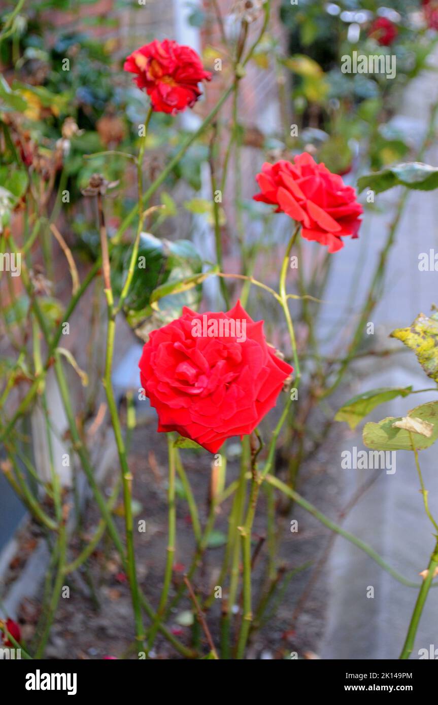 Copenhagen /Denamrk /15 September 2022/ Rose flowers and plants in ...