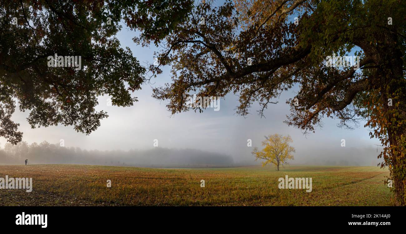 A singular Walnut tree (Juglans nigra) is displaying its autumn splendor in Cades Cove, Great Smoky Mountains National Park, TN Stock Photo