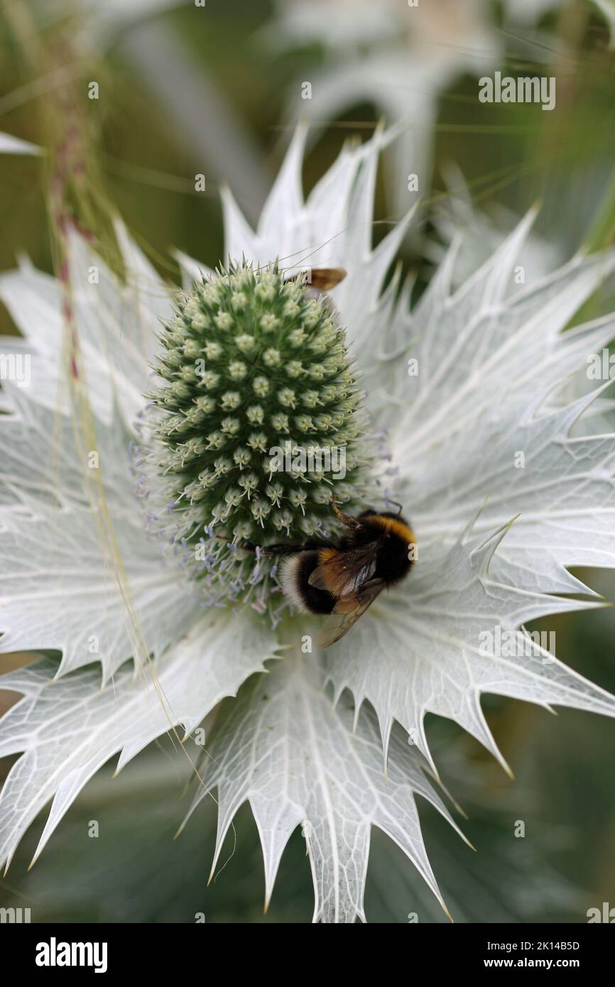 Ornamental sea holly, Eryngium species, green flowers with silver bracts with bumblebee and a blurred background of leaves. Stock Photo