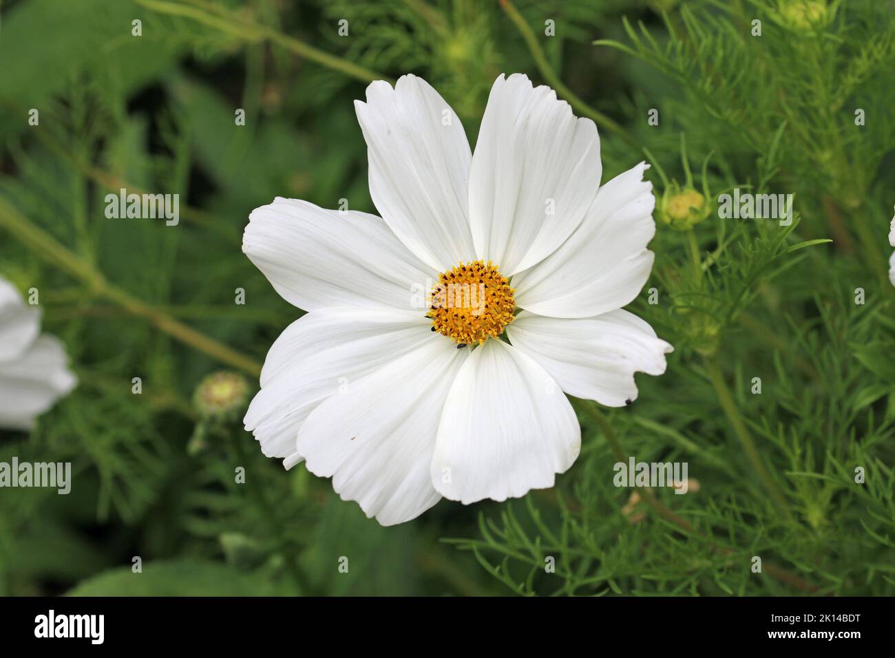 White Mexican aster flower, Cosmos bipinnatus, in close up with blurred leaves and buds in the background. Stock Photo
