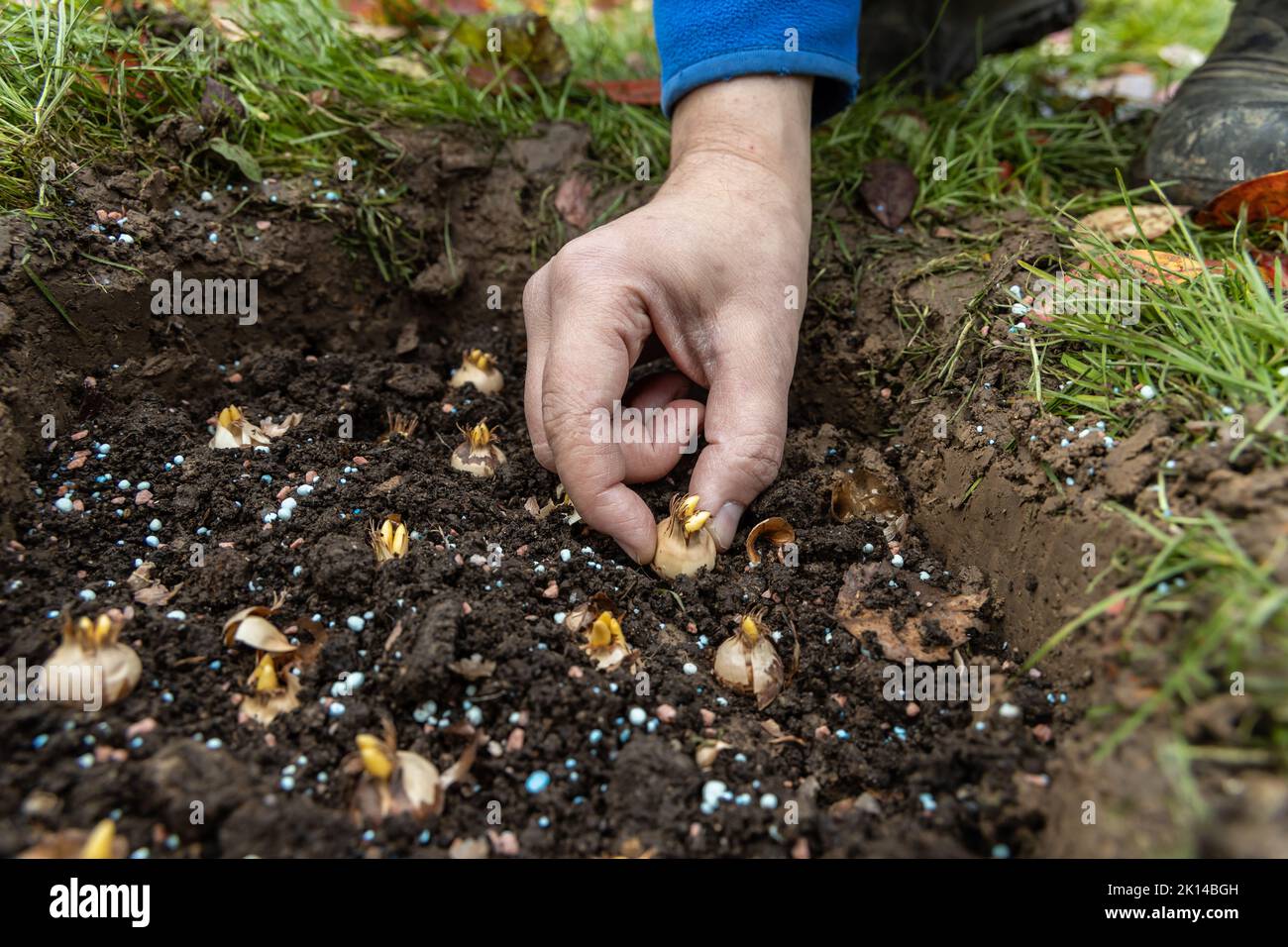 hand sadi in soilsoil flower bulbs. Hand holding a crocus bulb before