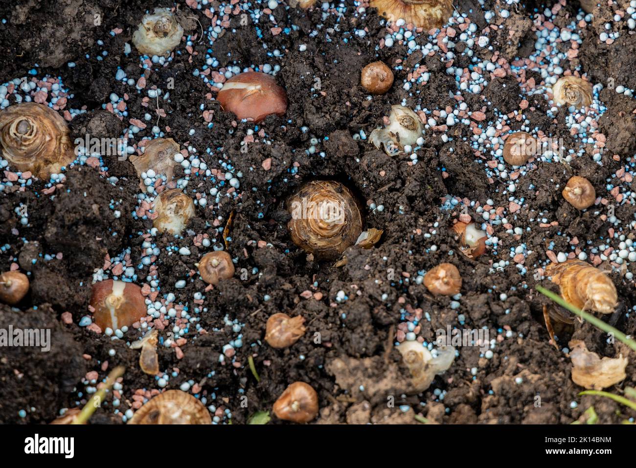 hand sadi in soilsoil flower bulbs. Hand holding a crocus bulb before