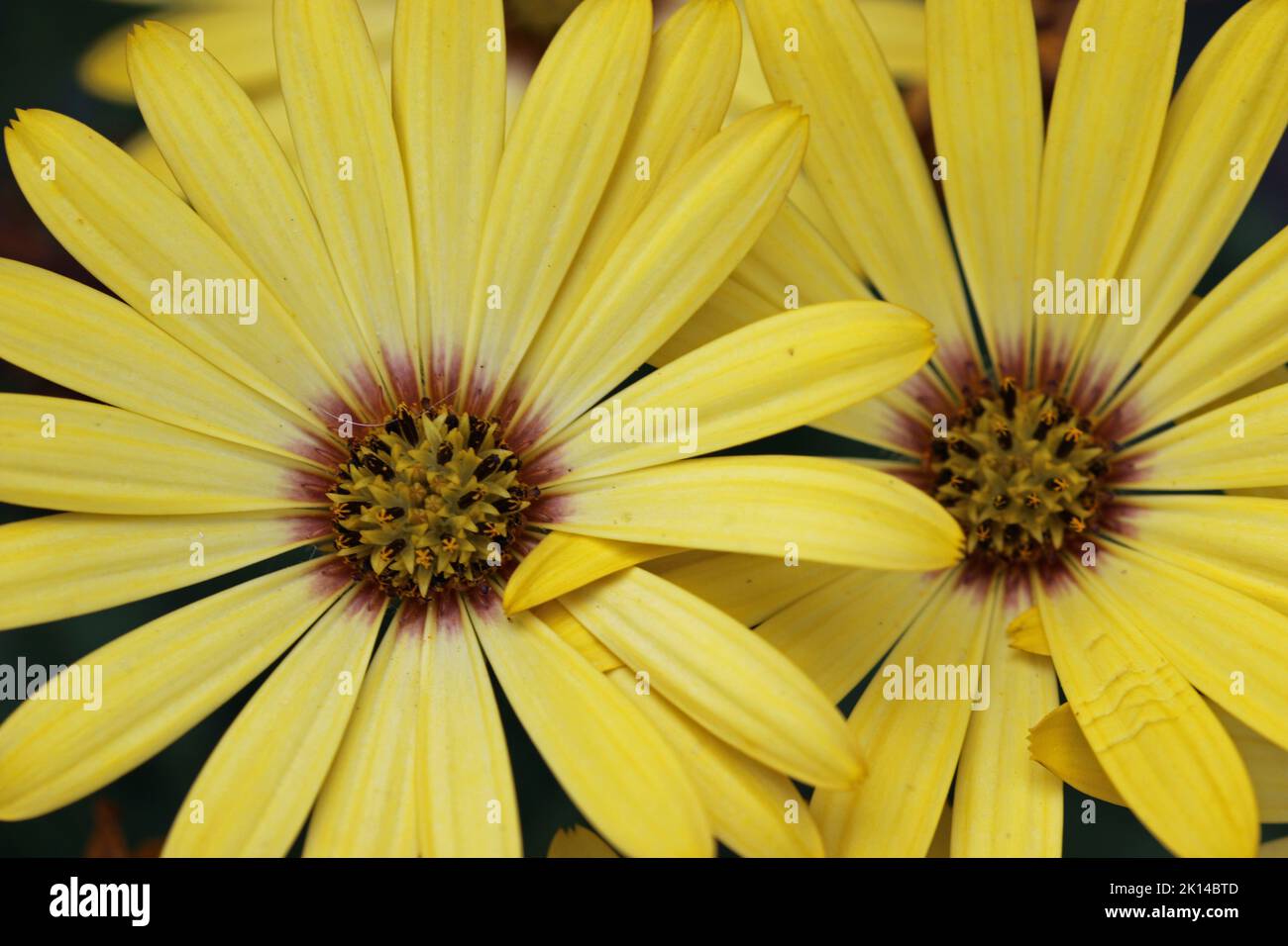 Yellow African daisy, Osteospermum unknown species and variety, flowers with a background of blurred flowers and leaves. Stock Photo
