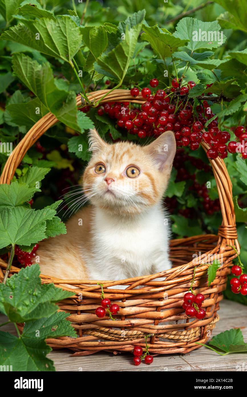 A British red-haired shorthair kitten is sitting in a basket made of vines against the background of a currant bush with red berries. The concept of t Stock Photo