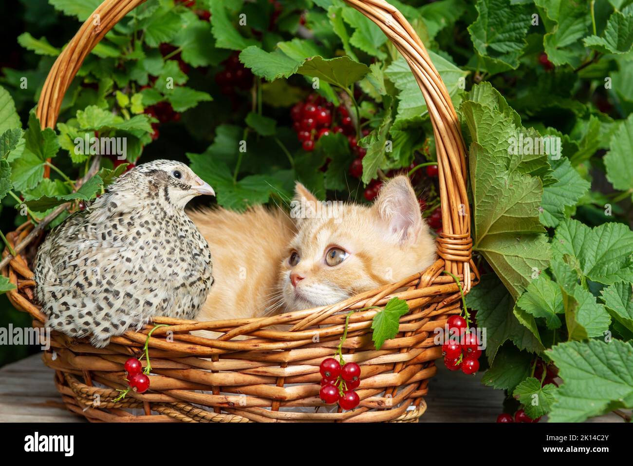 A British red-haired shorthair kitten is sitting in a basket made of a vine with a quail bird on the background of a currant bush with red berries. Th Stock Photo