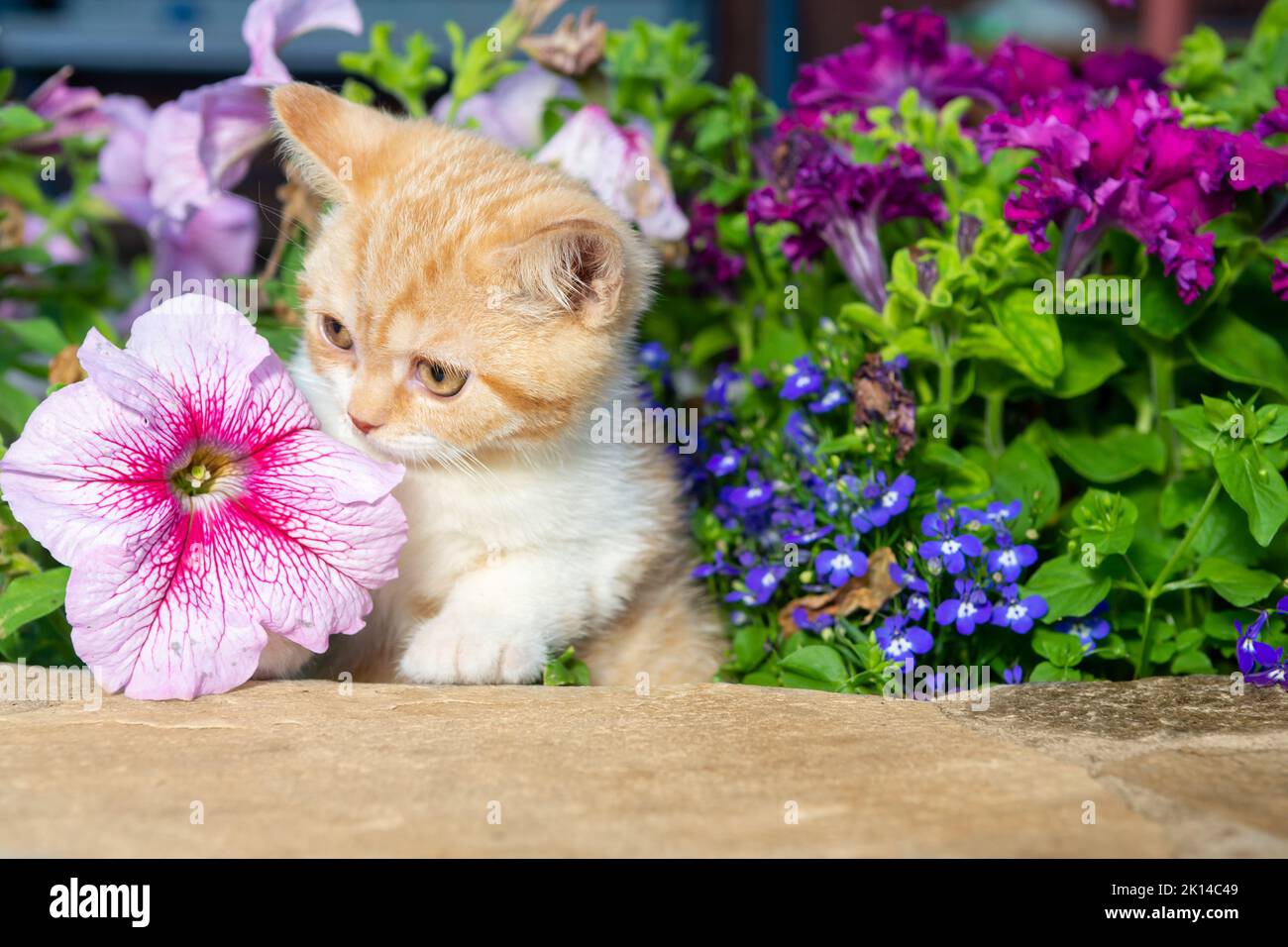 British red shorthair kitten sitting on a rock in the grass close-up, against a pink petunia background Stock Photo