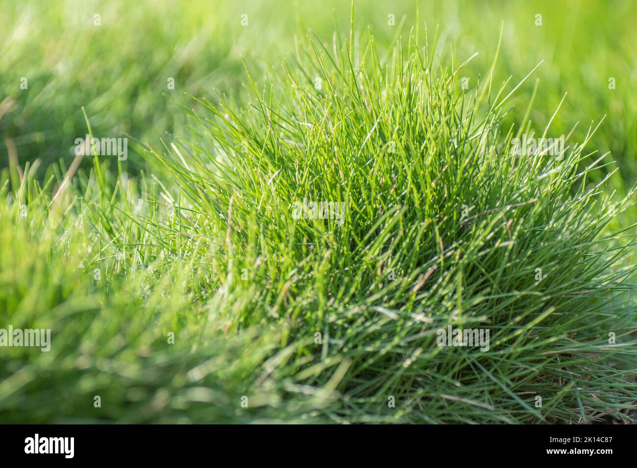 Tufts of a soft, fine bladed grass growing in the garden on a summer day Stock Photo Alamy