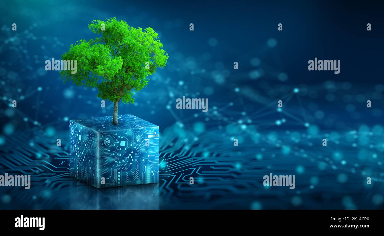 Tree growing on Circuit Digital Cube. Digital and Technology Convergence. Blue light and Wireframe network background. Green Computing, Technology. Stock Photo
