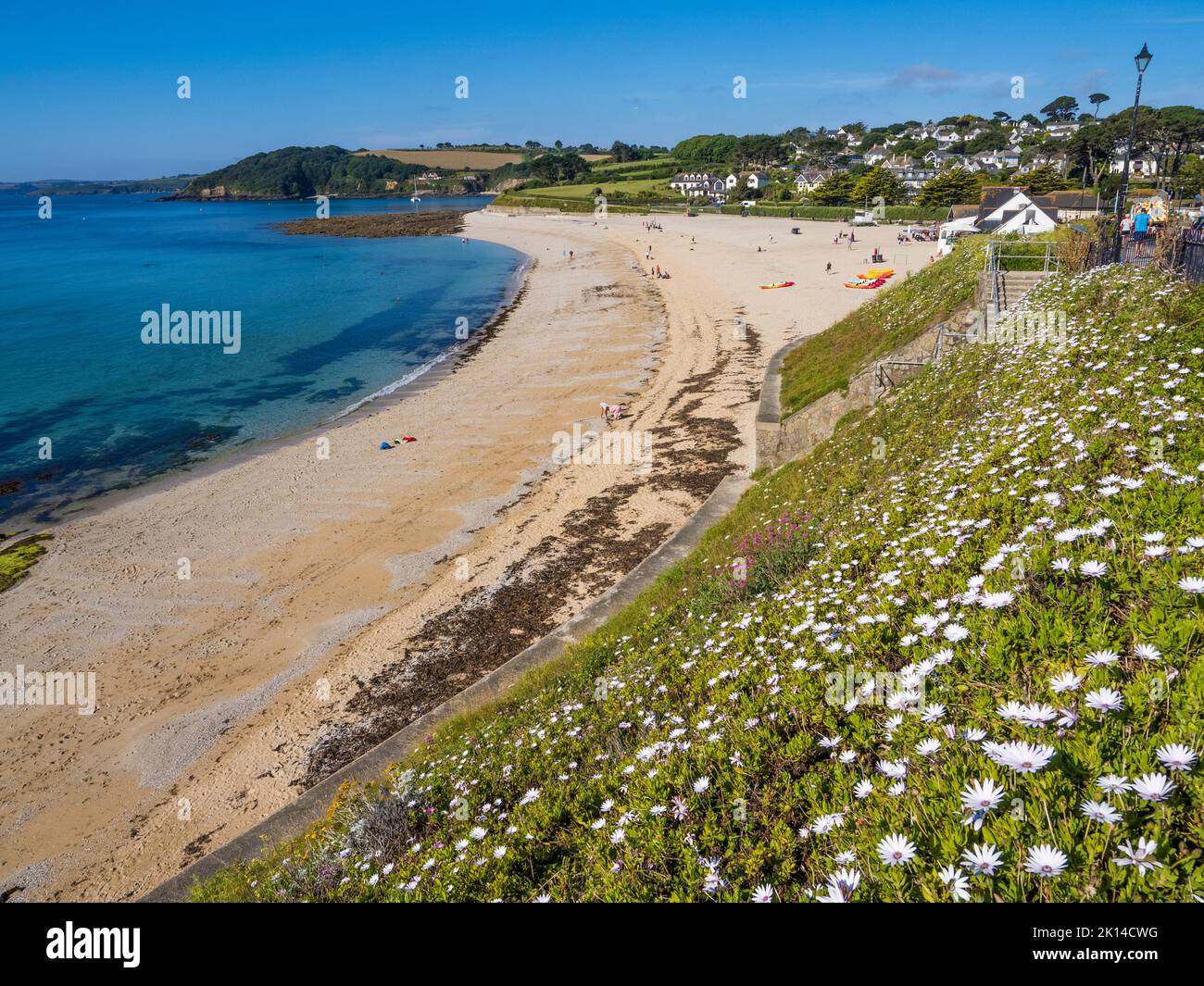 Flowers on View to Gyllyngvase Beach, Falmouth, Cornwall, England, UK. Stock Photo