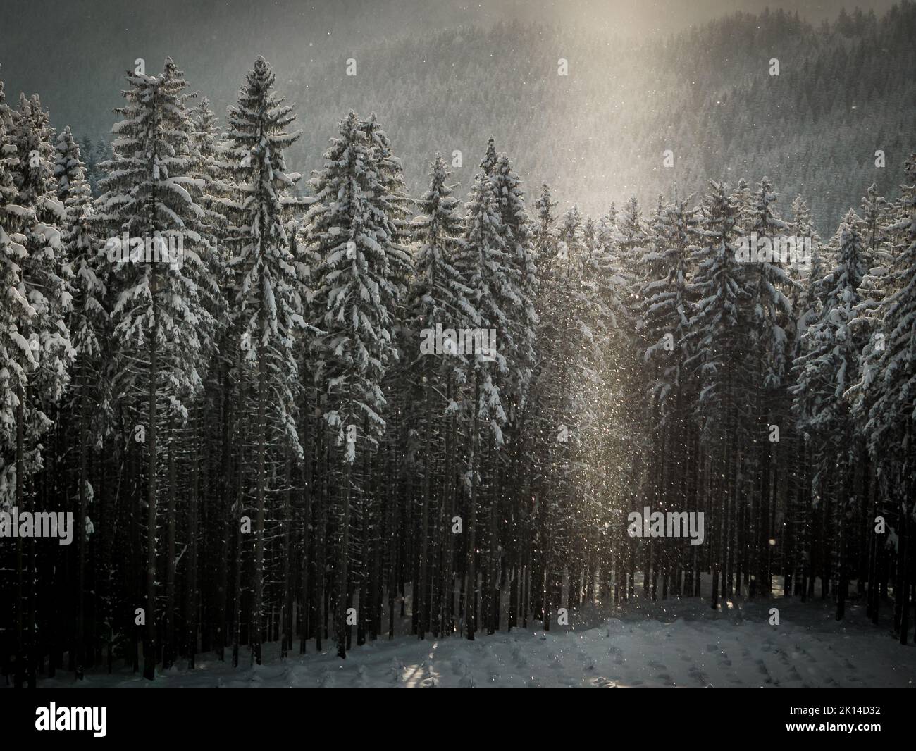 Snowy landscape and trees with sunbeam Stock Photo - Alamy