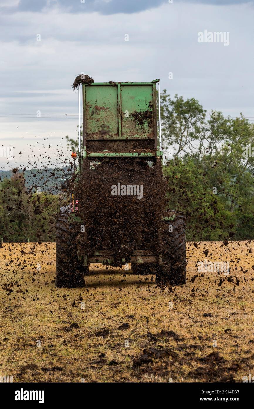 Modern agriculture. Muck spreading prior to ploughing. Stock Photo