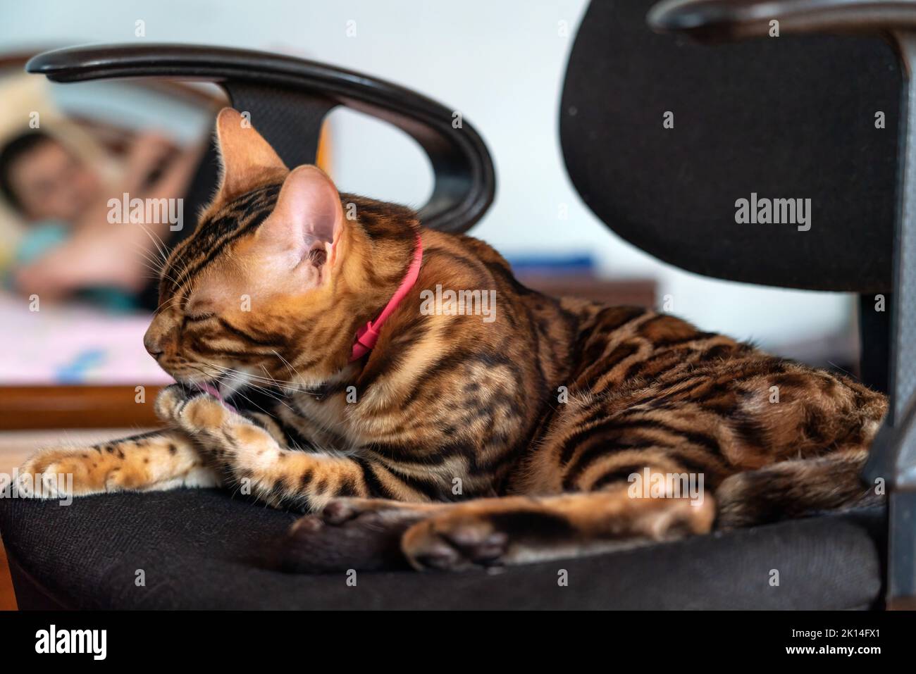 Young purebred bengal cat resting on a chair Stock Photo