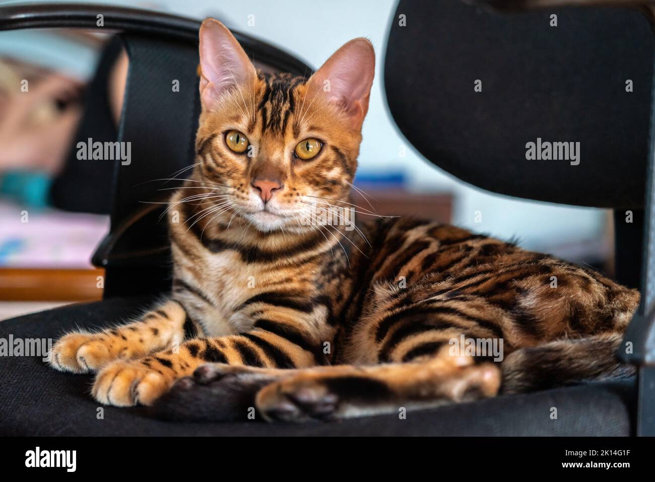 Young purebred bengal cat resting on a chair Stock Photo