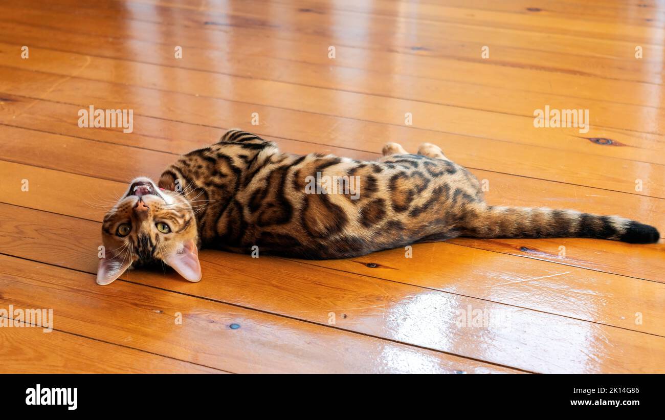 Young purebred bengal cat resting on the floor Stock Photo