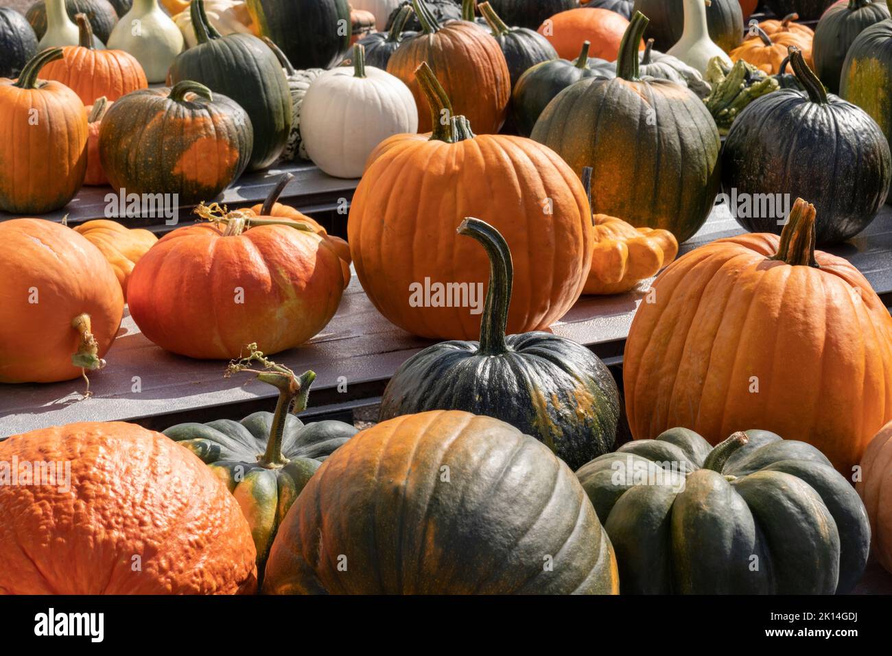 Variation of fresh whole halloween pumpkins close up outdoors in autumn sunlight Stock Photo