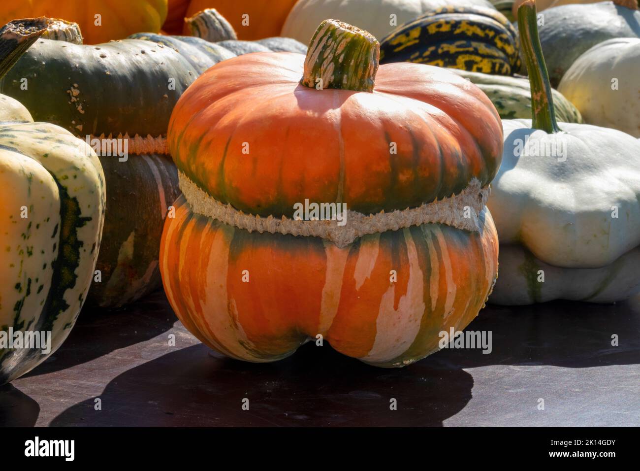 Fresh whole Turks Turban Pumpkin, Cucurbita maxima, close up  outdoors in autumn sunlight Stock Photo