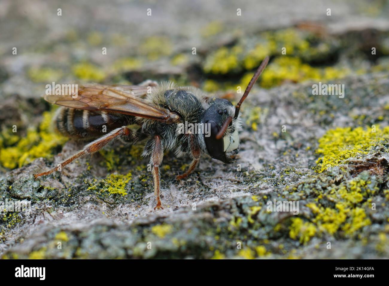 Detailed closeup on a male Mediterranean mining bee, Andrena variabilis with it's typical white snout Stock Photo