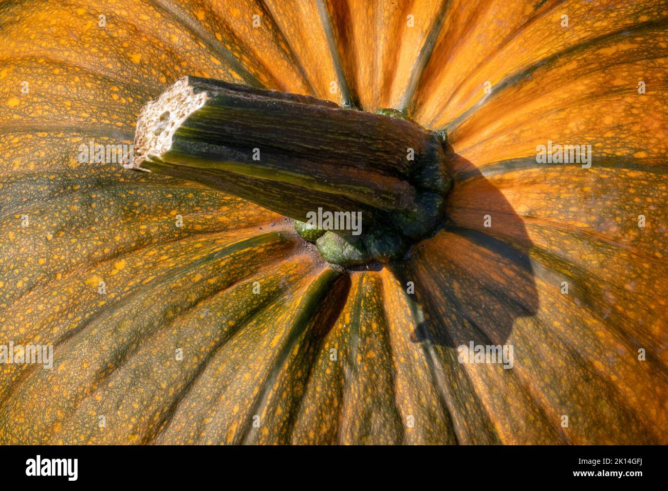 Pumpkin stem close up full frame as background Stock Photo