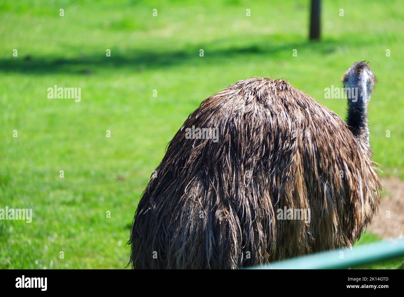 Emu on grass Stock Photo