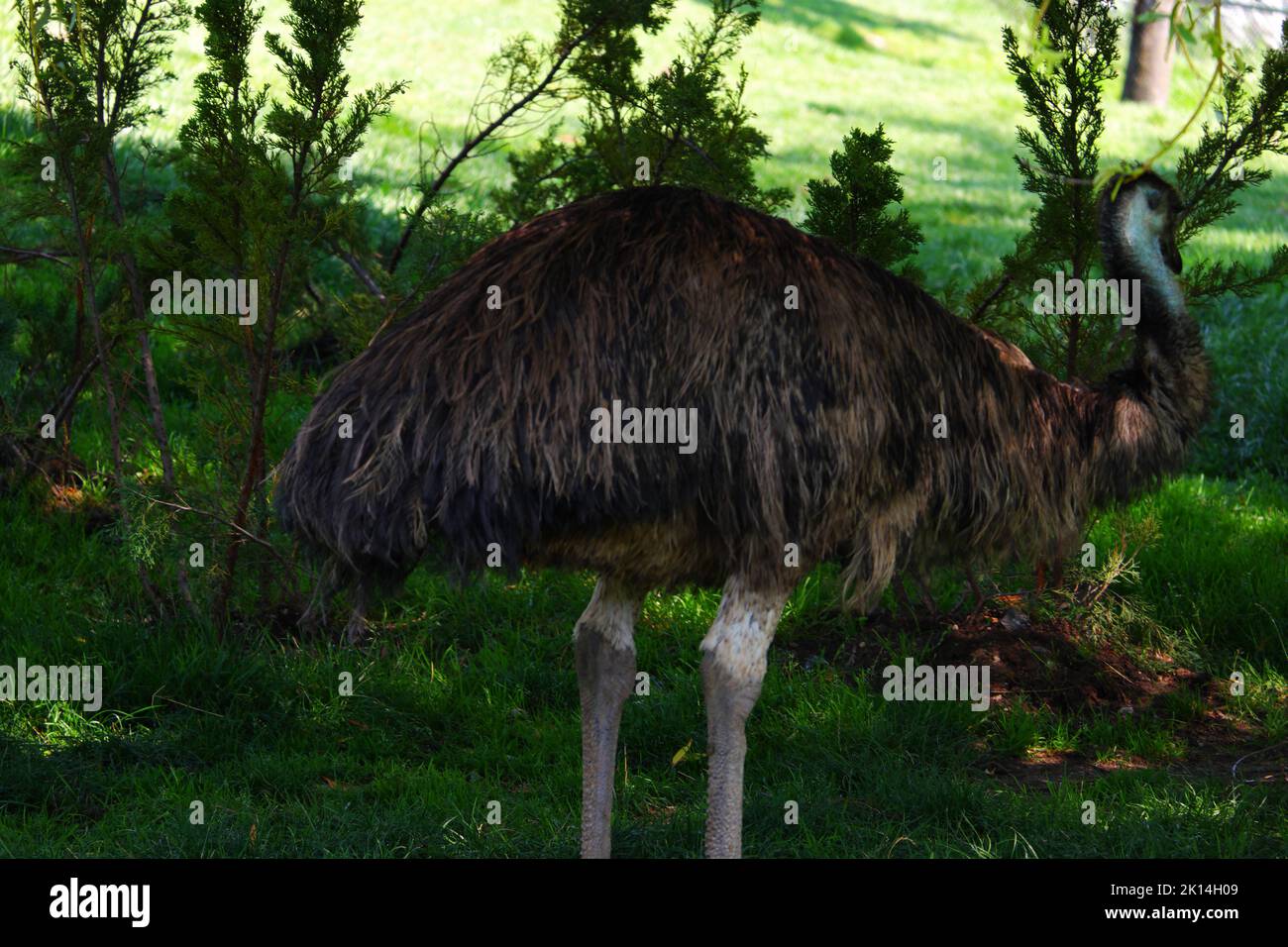 Emu on grass Stock Photo