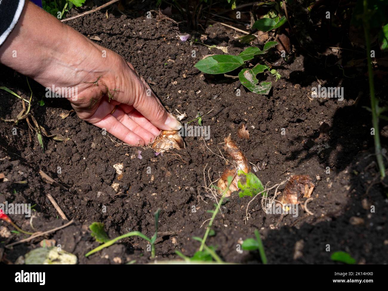 Female gardener planting daffodil bulbs in Autumn ready for the next years Spring UK  Photograph taken by Simon Dack Stock Photo