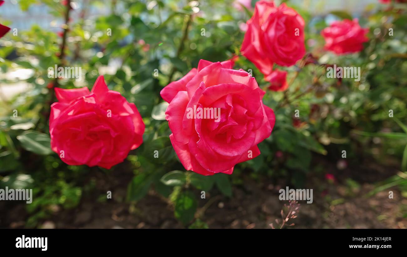 Beautiful red roses in the wind in the garden Stock Photo Alamy