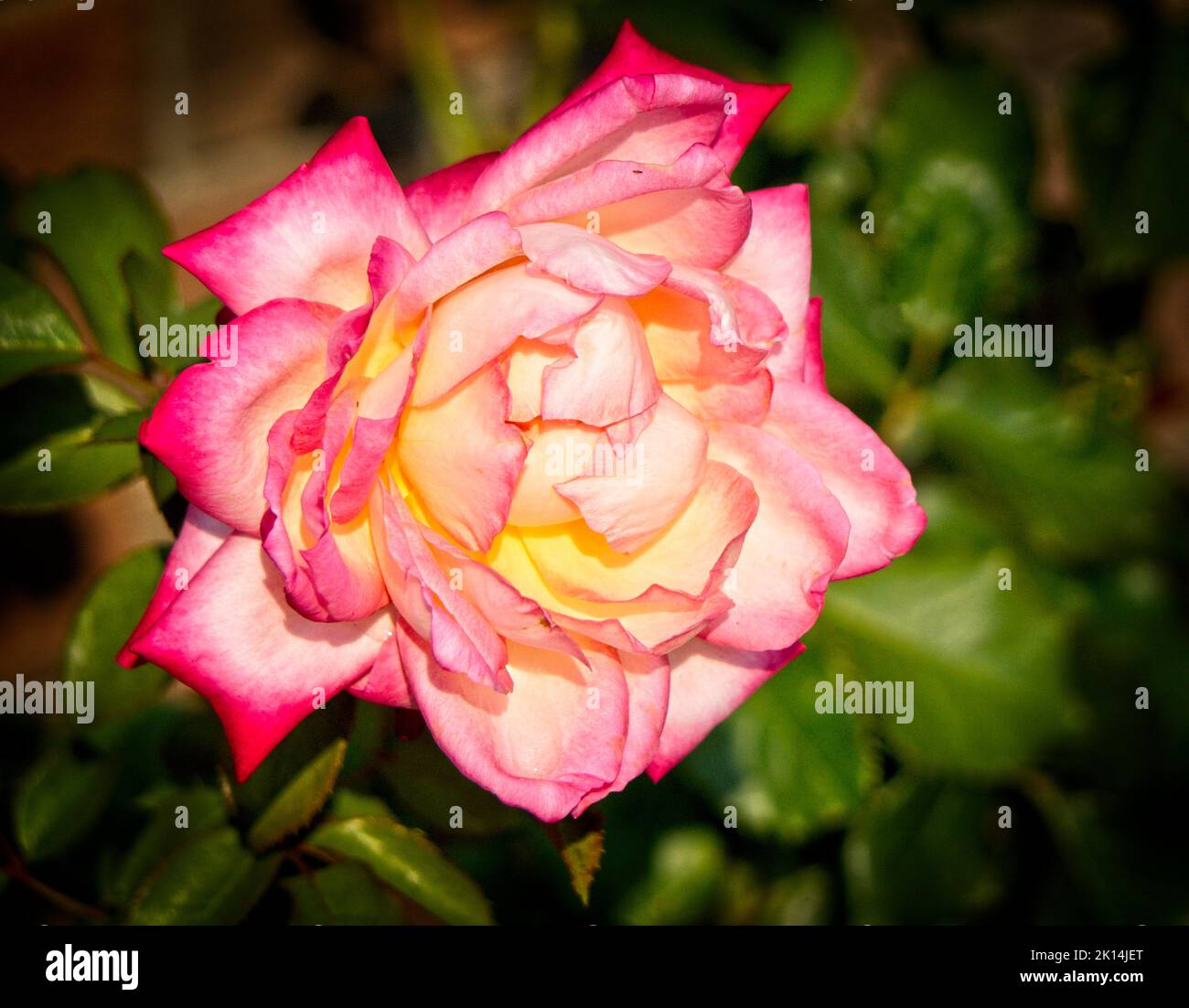 garden roses Kelowna BC Stock Photo Alamy