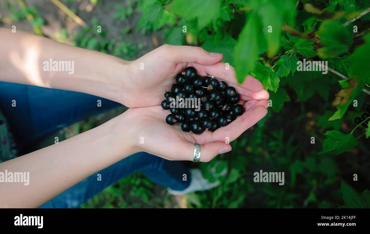 Hands of a young female farmer holding fresh berries. Black currant, blackberry. Stock Photo