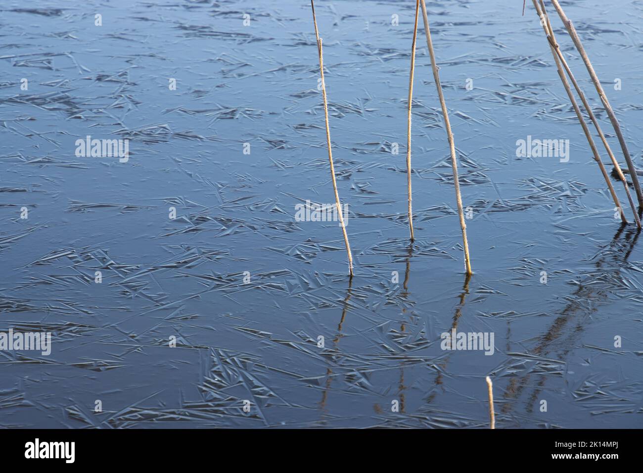 Close up of ice and dry reed grass in a lake in winter Stock Photo