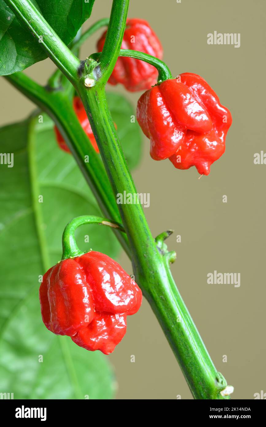 Carolina Reaper Hot Pepper, Cultivar Of The Capsicum Chinense Plant, In ...