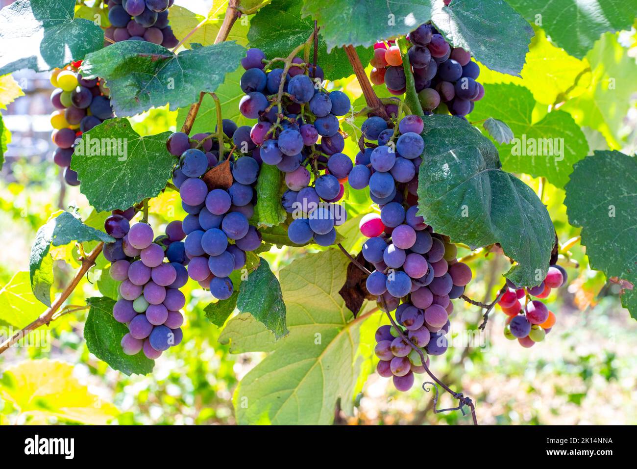 A bunch of blue ripe grapes on a vine in a vineyard. Harvest grapes in autumn. Stock Photo