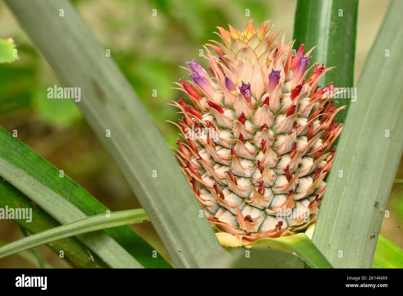 Growing pineapple fruit with flowers, Ananas comosus, tropical plant in