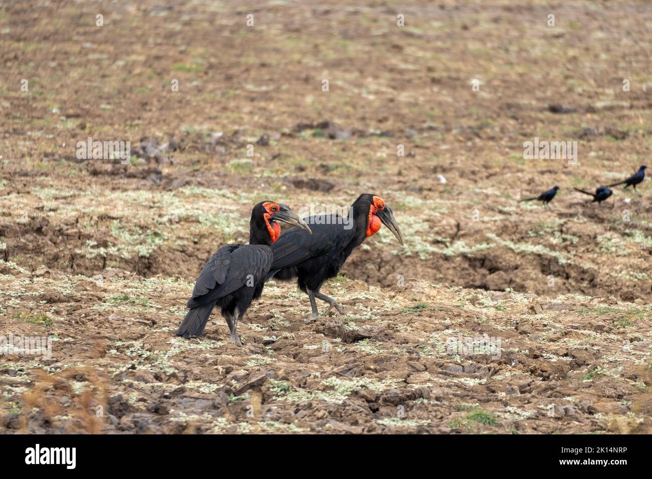 A close-up of two wonderful southern ground hornbill Stock Photo