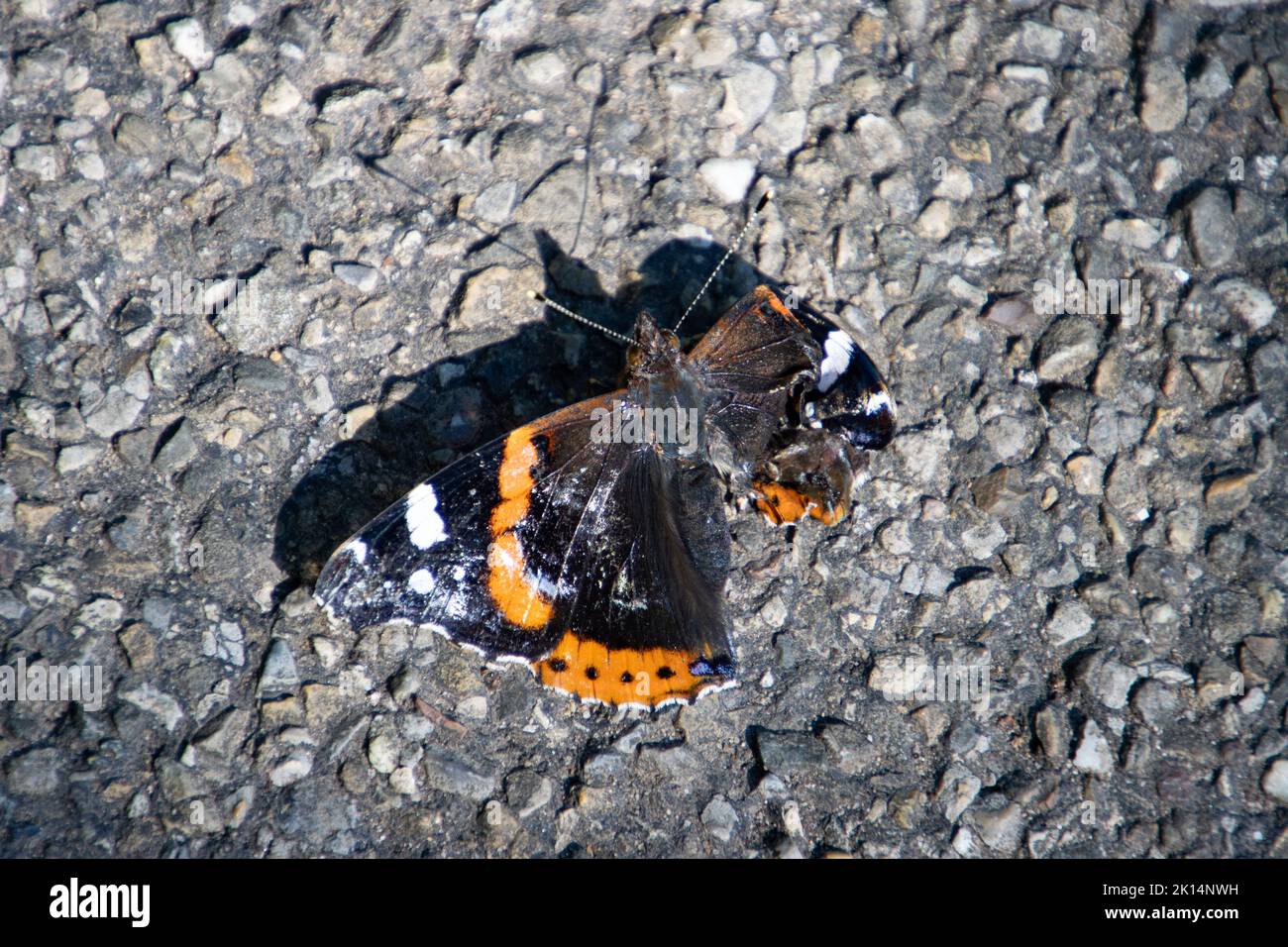 Red admiral butterfly sitting on the pavement and trying to fly with a damaged wing, Vanessa atalanta Stock Photo