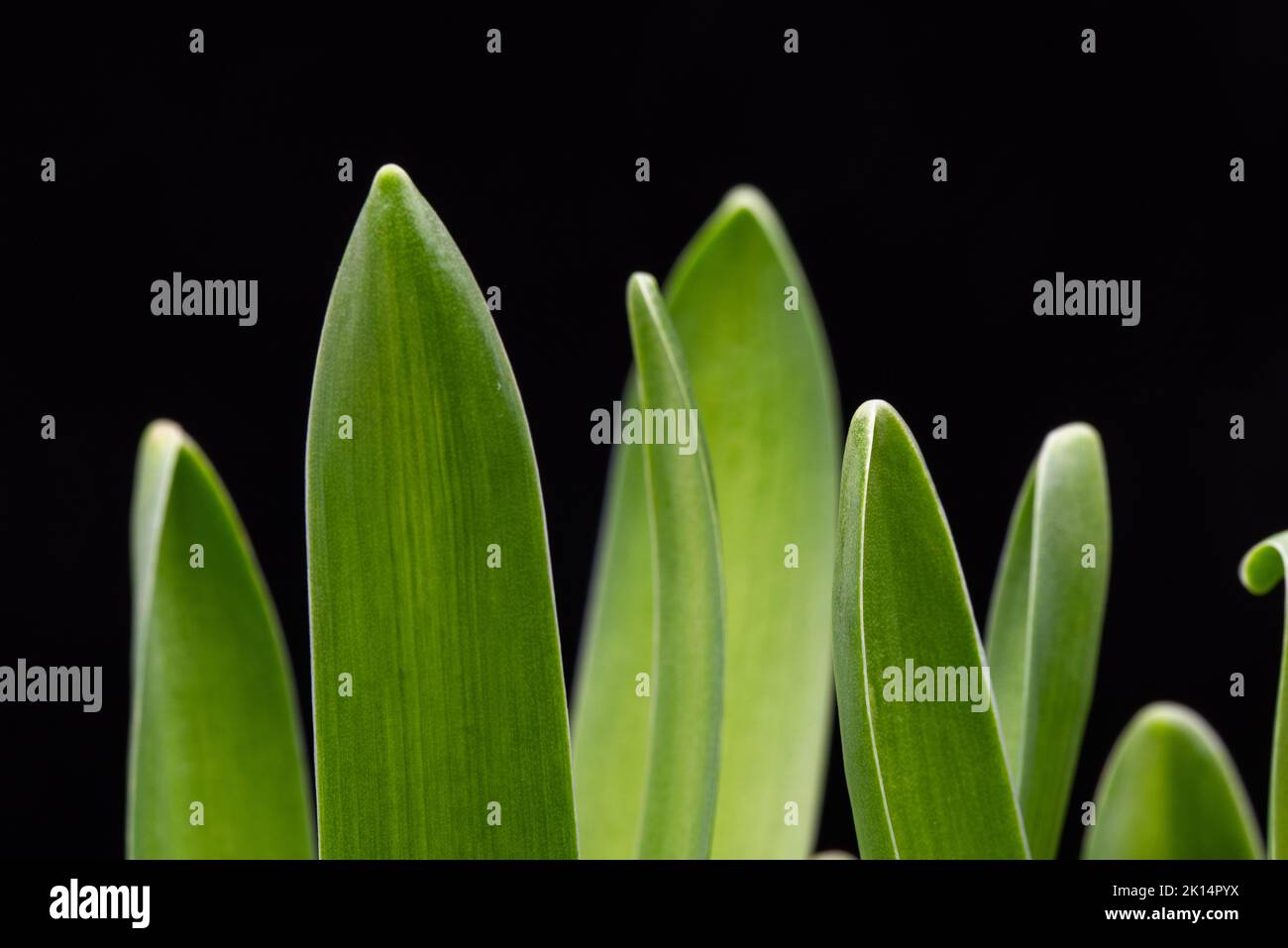 Green Hyacinth Leaves isolated on Black Background Stock Photo