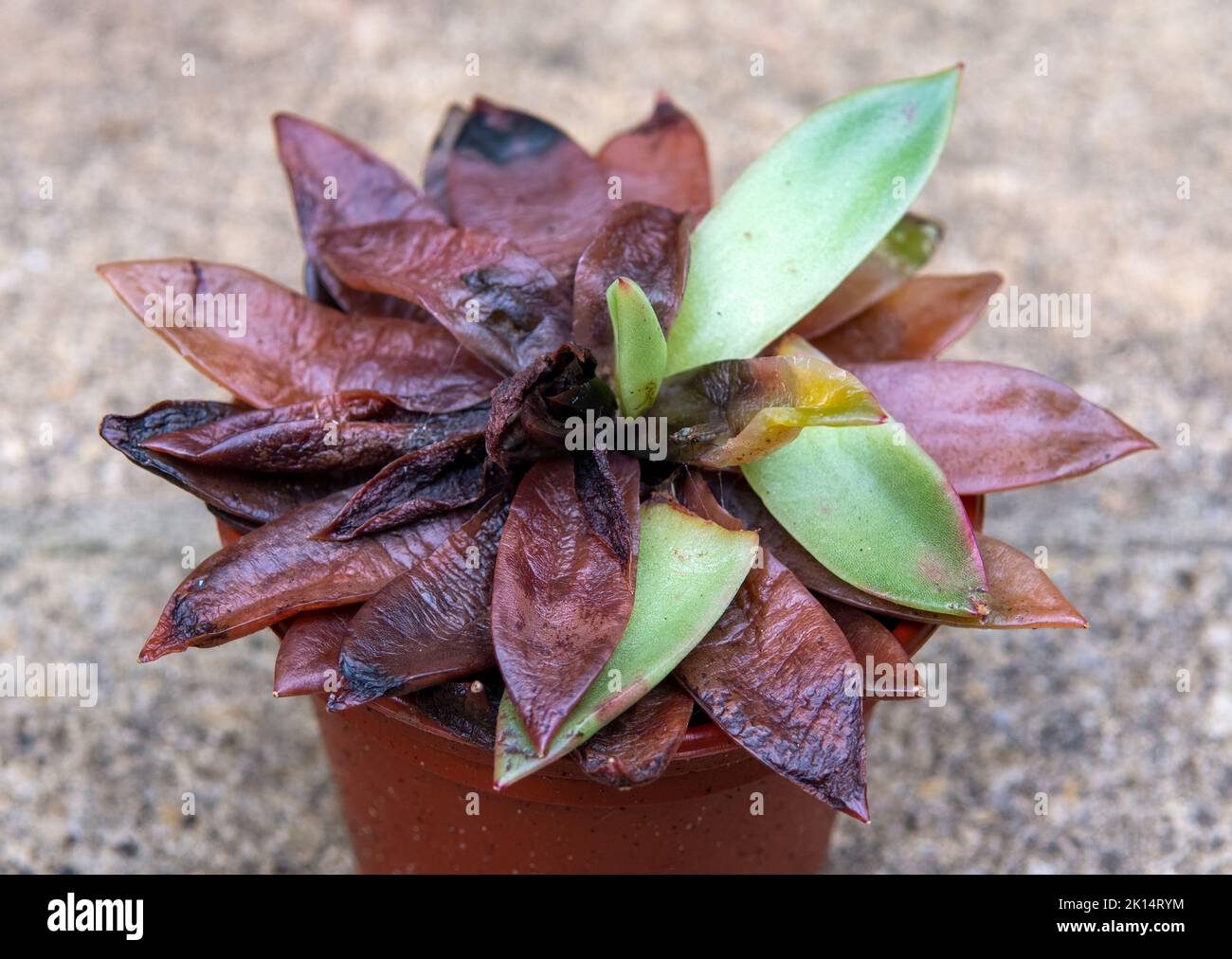 Unhealthy succulents hi-res stock photography and images - Alamy