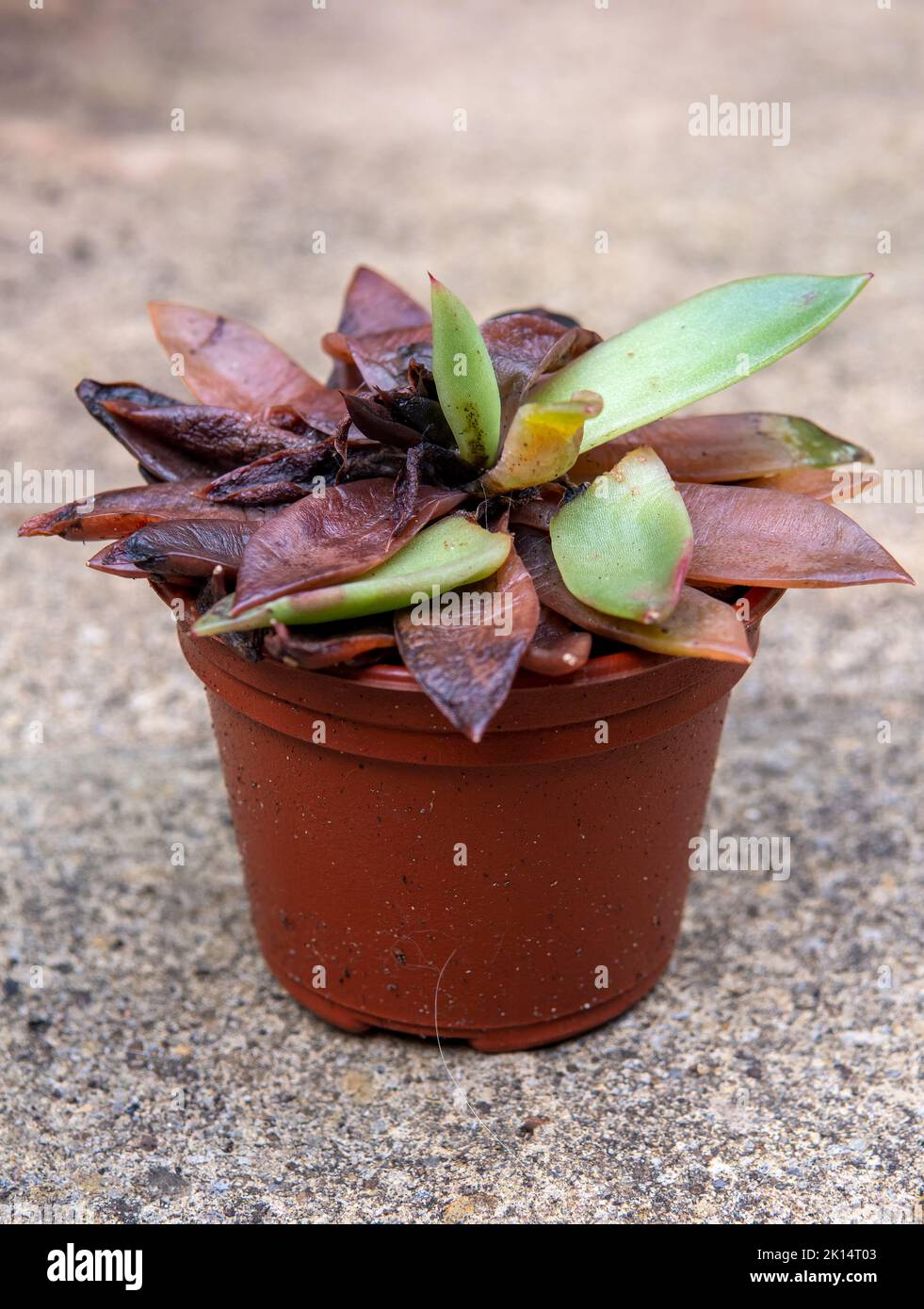 Dying and rotting Echeveria Succulent in pot Stock Photo