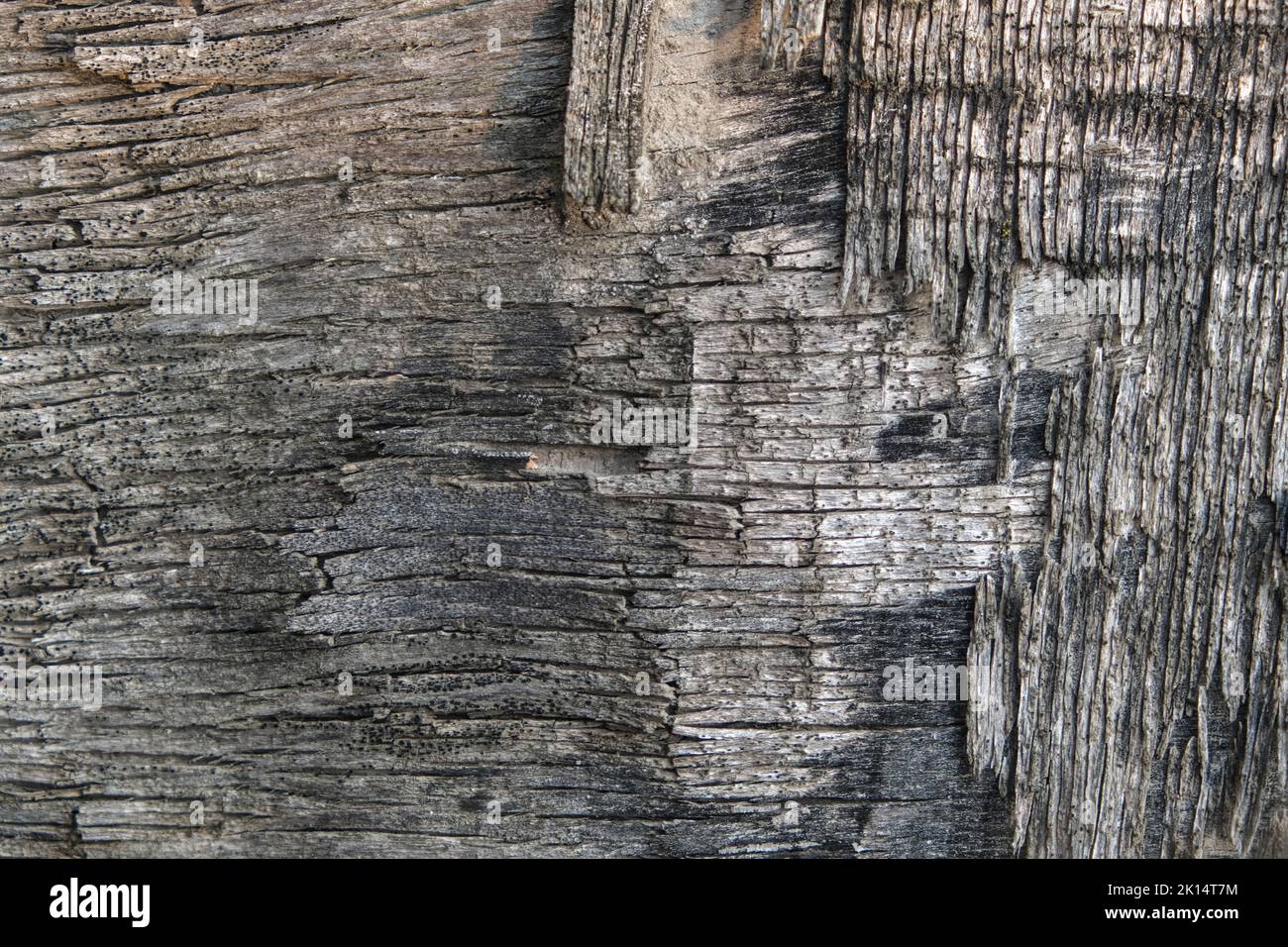The texture of old plywood. The background is made of an old tree with